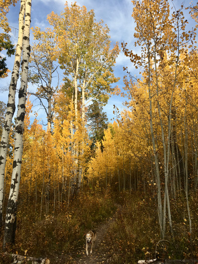 Therapy space picture #1 for Kristy Johnsson, mental health therapist in Colorado, Florida, Wyoming